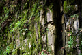 Moss