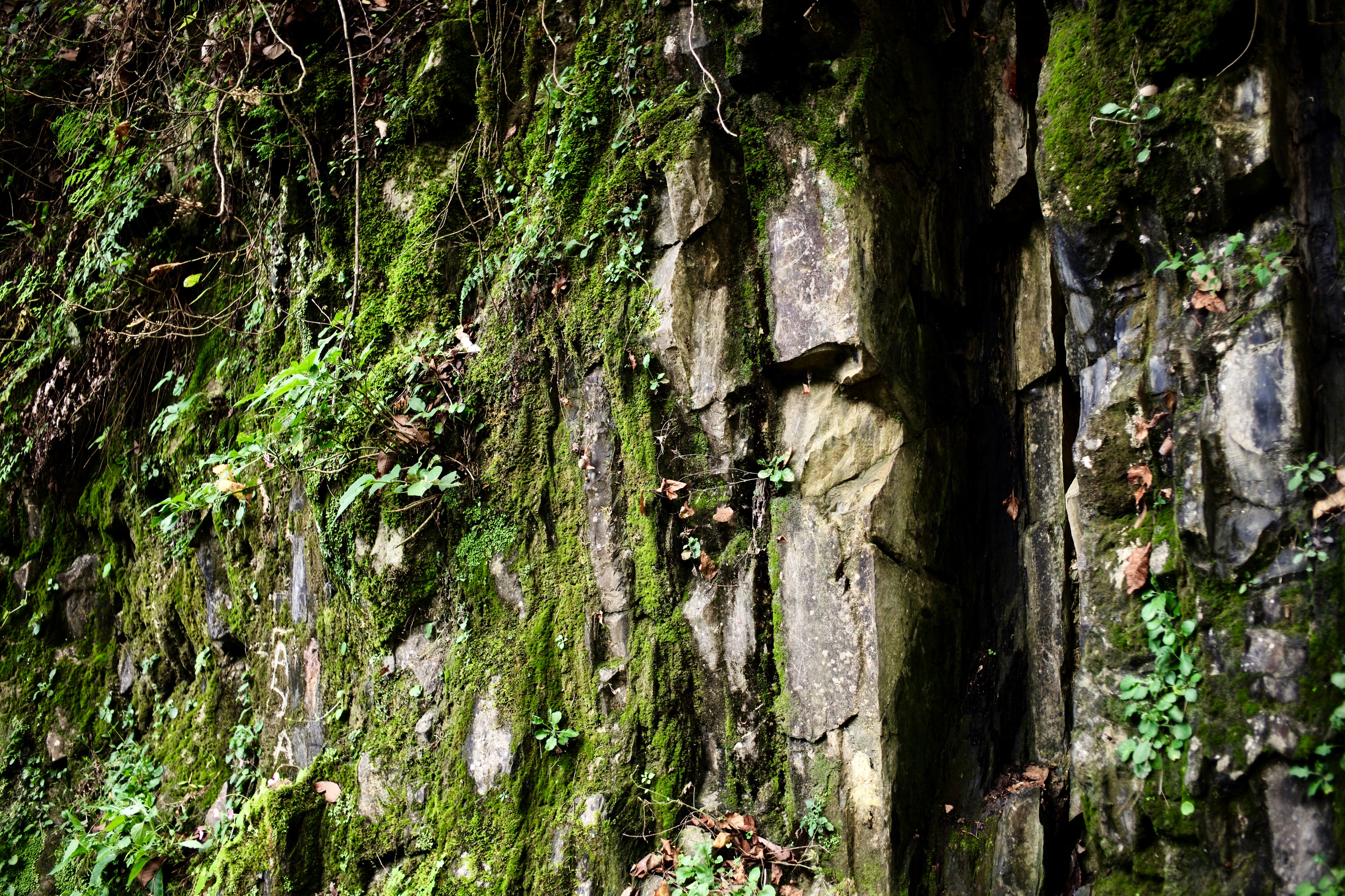 Moss