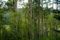 Aspens