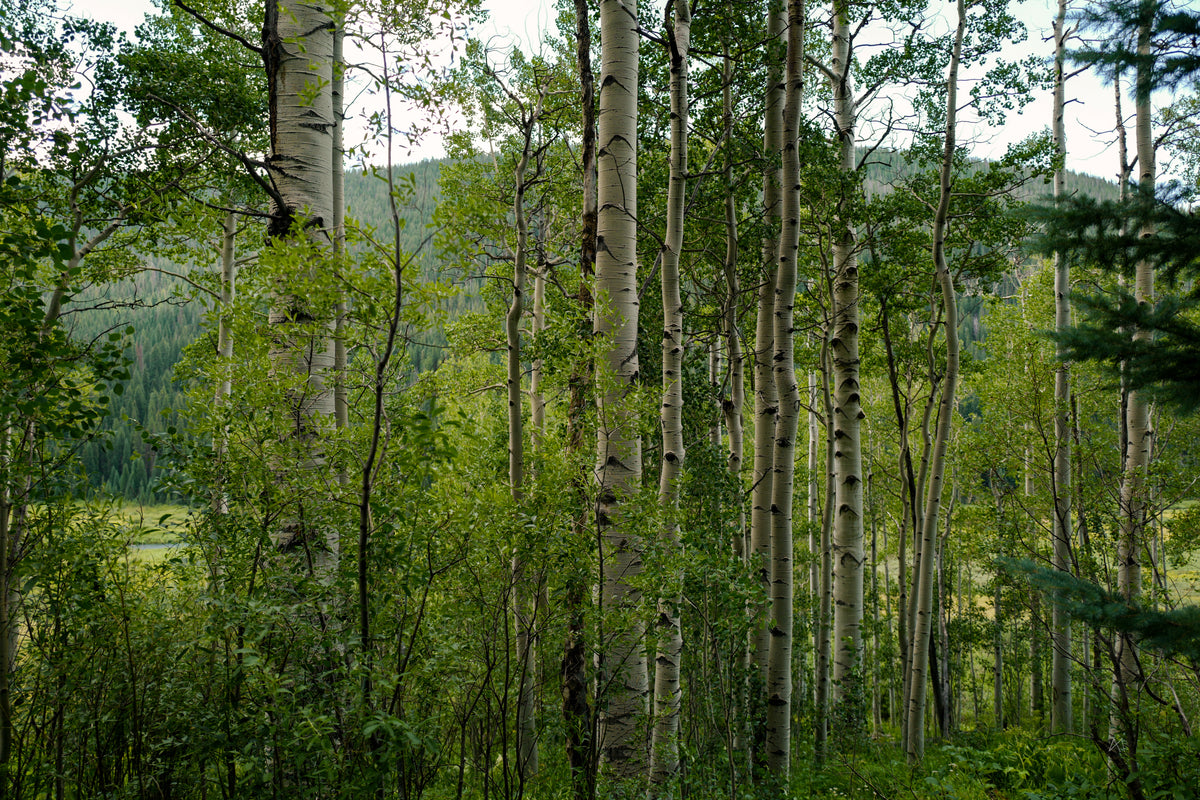 Aspens