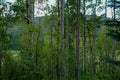 Aspens