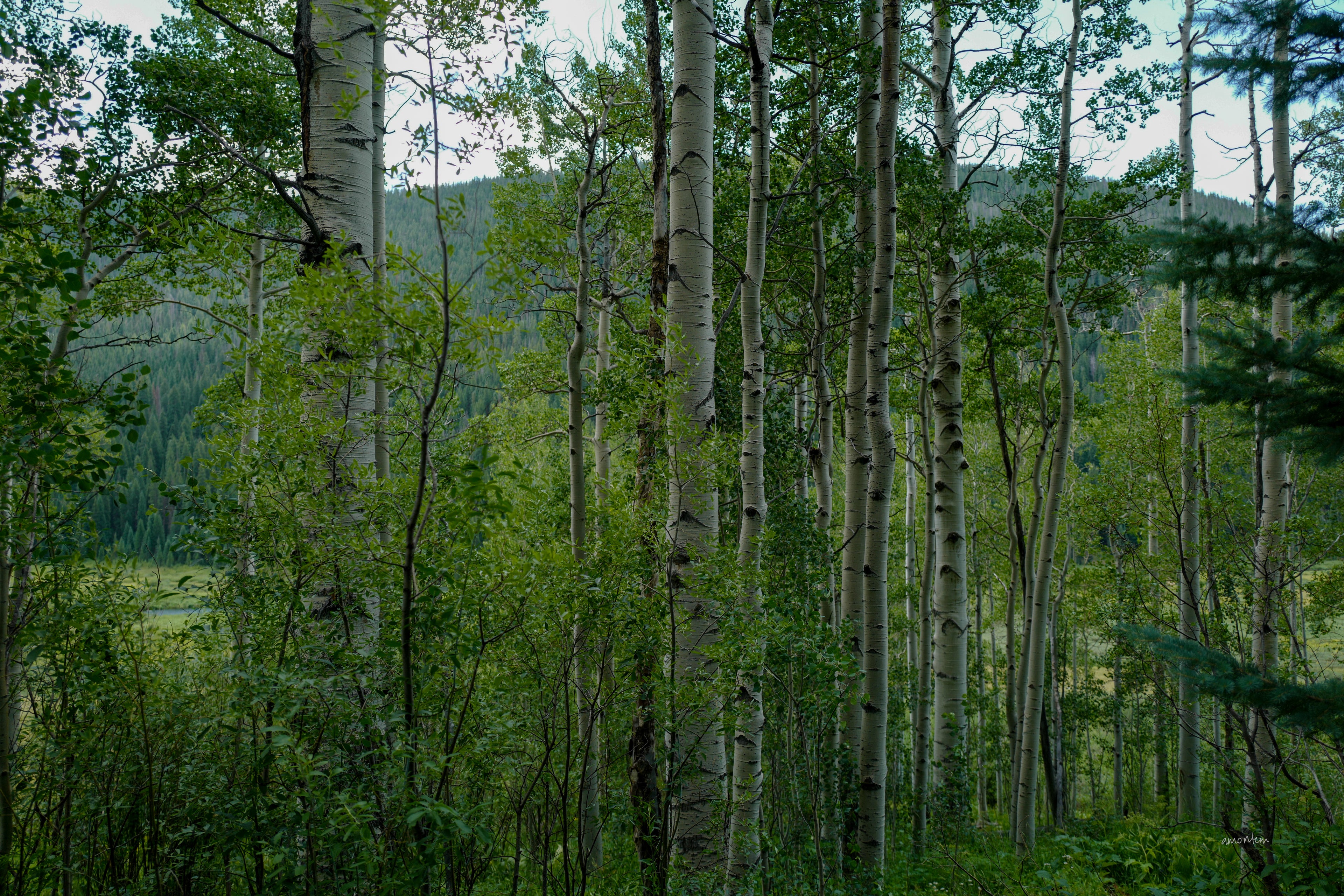 Aspens