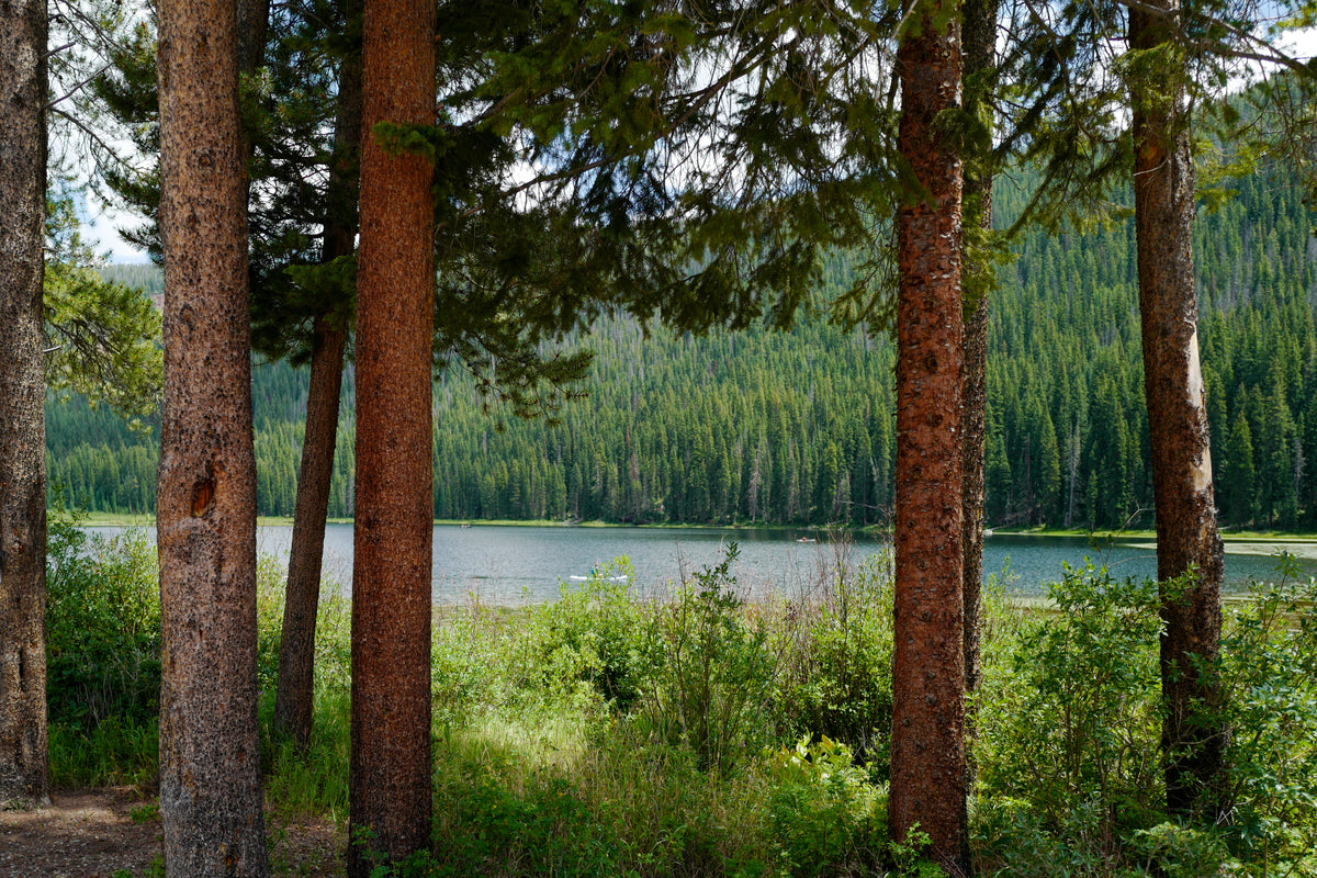 Piney